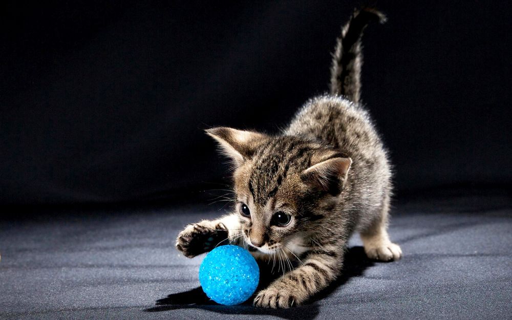 Мячик для кошки