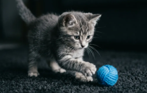 Мячик для кошки