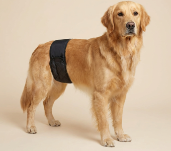 Пояса для собак