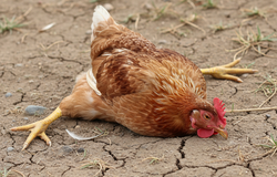 Рахит у куриц