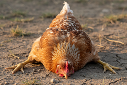 Смещение сухожилий у куриц