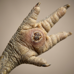 Натоптыши у куриц