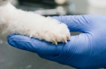 Почему необходимо стричь когти животным?