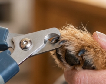 Выбор инструмента для стрижки когтей