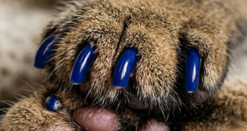 Как обеспечить правильный уход за когтями животных