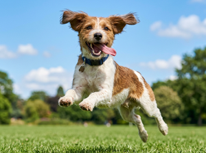 Феромон для собак Адаптил