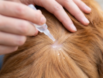 Капли на холку