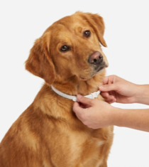 Ошейник от клещей