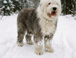 Уход за шерстью собаки зимой
