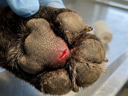 Как ухаживать за лапами зимой, если питомец порезался