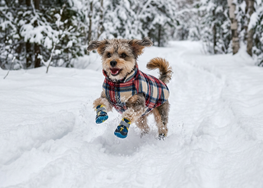 Советы по уходу за питомцем зимой