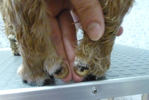 Как правильно подстричь когти собаке в домашних условиях