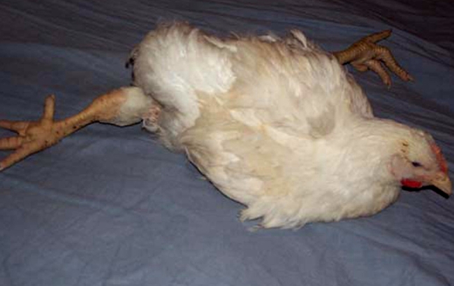 Смещение сухожилий у куриц