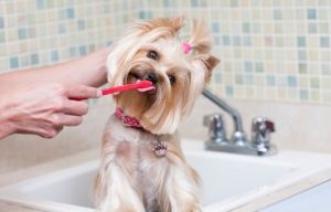 Профилактика заболеваний зубов у собак: ключевые меры