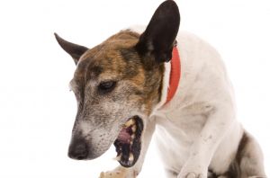 Рвота у собаки - причины и лечение в домашних условиях