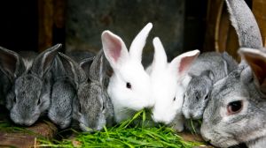 Лечение кроликов: симптомы болезней и их лечение | МосВетПомощь