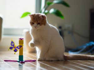 Как сделать игрушку для кота