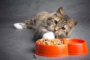7 важных вопросов о питании кошек