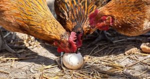 Почему куры едят свои яйца?