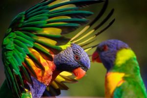 Важные аспекты содержания попугаев в неволе