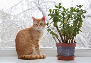 Ядовитые растения для кошек.