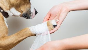Собачьи раны: как помочь собаке, если она поранился | Hill's
