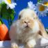 Профилактика болезней домашних кроликов