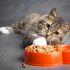 7 важных вопросов о питании кошек
