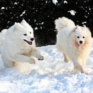 Уход за лапами собаки зимой