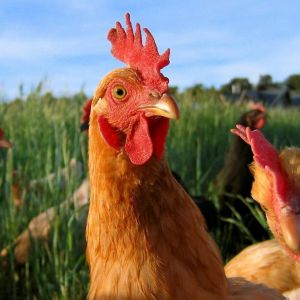 Почему у курицы отказали ноги: причина и лечение?
