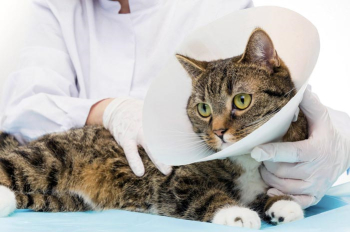 Нужен ли воротник коту после операции, делаем защиту своими руками
